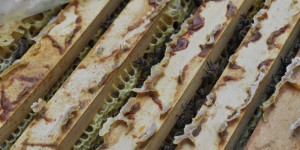 Beitragsbild des Blogbeitrags Der Moosauer-Hof – Andrea, Severin und ihre Bienen