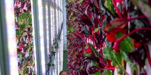 Beitragsbild des Blogbeitrags (2) Startups: Indoor-Farm im Frachtcontainer