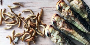 Beitragsbild des Blogbeitrags Insekten essen leicht gemacht
