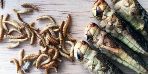 Beitragsbild des Blogbeitrags Insekten essen leicht gemacht 