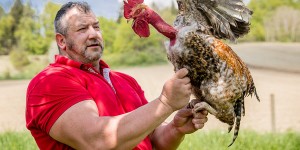 Beitragsbild des Blogbeitrags Das Nackthalshuhn feiert sein Comeback