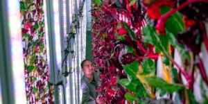 Beitragsbild des Blogbeitrags Vertical Farming steht vor dem Durchbruch