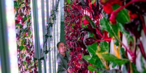 Beitragsbild des Blogbeitrags Vertical Farming steht vor dem Durchbruch 