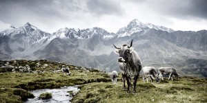 Beitragsbild des Blogbeitrags Die Kuh: Eine Hommage