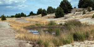 Beitragsbild des Blogbeitrags Hotspots der Biodiversität