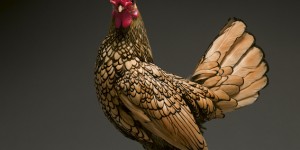 Beitragsbild des Blogbeitrags Eine Liebeserklärung an Hühner 