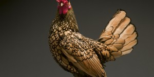 Beitragsbild des Blogbeitrags Eine Liebeserklärung an Hühner