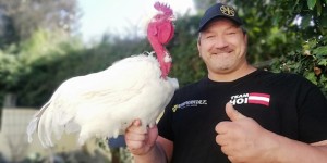 Beitragsbild des Blogbeitrags Nutztierrassen des Jahres: Zackelschaf und Nackthalshuhn