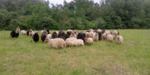 Beitragsbild des Blogbeitrags (2) Gefährdete Nutztierrassen: das Zackelschaf