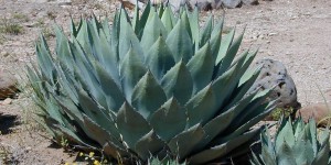 Beitragsbild des Blogbeitrags Was ist der Unterschied zwischen einer Aloe Vera und einer Agave?