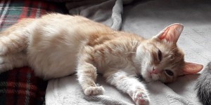 Beitragsbild des Blogbeitrags FIP bei Katze Cookie