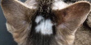Beitragsbild des Blogbeitrags Futterallergie und kahle Stellen bei Kater Frank