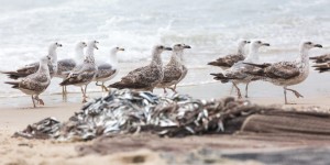 Beitragsbild des Blogbeitrags Portugal: Roadtrip entlang der Küste – Praia da Torreira & Consolação