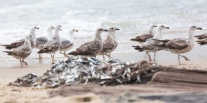 Beitragsbild des Blogbeitrags Portugal: Roadtrip entlang der Küste – Praia da Torreira & Consolação 