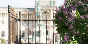 Beitragsbild des Blogbeitrags Fotografisch durch die Jahreszeiten: Frühling in Wien 