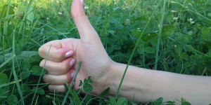 Beitragsbild des Blogbeitrags Möchtest du einen grünen Daumen haben? Diese 3 Erfahrungen werden dir dabei vielleicht helfen…
