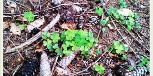 Beitragsbild des Blogbeitrags Was ist Glück? #6 Anregungen um die Wahrnehmung auf das Glücklichsein zu schärfen.