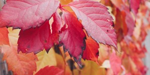 Beitragsbild des Blogbeitrags Update: Oktober 2017, meine Hassliebe du!