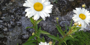 Beitragsbild des Blogbeitrags Sein: Tag 5 & 6 von 90