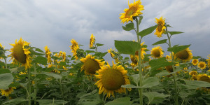 Beitragsbild des Blogbeitrags Sommer in Österreich: Highlights zum Nachmachen
