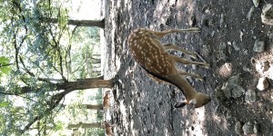 Beitragsbild des Blogbeitrags Familienausflug: Tierparks in Niederösterreich