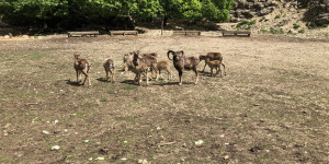 Beitragsbild des Blogbeitrags Familienausflug: Wildpark Ernstbrunn