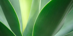 Beitragsbild des Blogbeitrags Infektionen mit alternativer Medizin behandeln