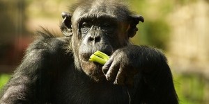 Beitragsbild des Blogbeitrags Kann der Mensch von Doktor Schimpanse lernen? 