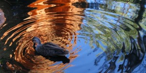 Beitragsbild des Blogbeitrags Kreislaufprobleme naturheilkundlich behandeln