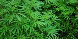 Beitragsbild des Blogbeitrags Cannabis – reine Natur als Heilmittel 