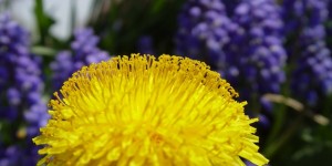 Beitragsbild des Blogbeitrags Die Leber natürlich entgiften