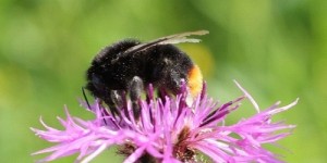 Beitragsbild des Blogbeitrags Mariendistel – Heilpflanze für die Leber