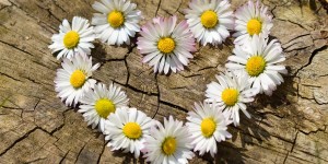 Beitragsbild des Blogbeitrags Das Herz auf natürliche Art stärken 