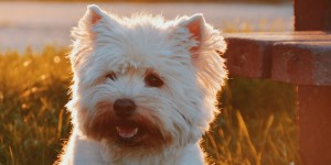 Beitragsbild des Blogbeitrags Doggy-Style: Gassi gehen mit Mops Konrad