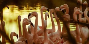 Beitragsbild des Blogbeitrags Flamingos und ein Märchenschloss 