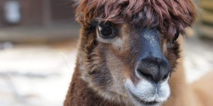 Beitragsbild des Blogbeitrags Alpaka-Trekking in Adnet