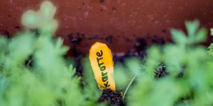 Beitragsbild des Blogbeitrags Fräulein Floras Balkongemüse-Guide