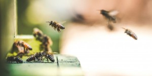 Beitragsbild des Blogbeitrags 5 Funfacts über Honigbienen [Gewinnspiel] 