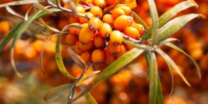 Beitragsbild des Blogbeitrags Noch 19 Tage: Vitaminbedarf decken mit 5×1 SANDDORN-Sirup von DRAPAL