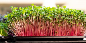 Beitragsbild des Blogbeitrags Urban Roots: Microgreens aus dem Glanbogen 