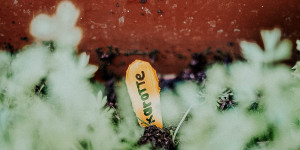 Beitragsbild des Blogbeitrags Fräulein Floras Balkongemüse-Guide