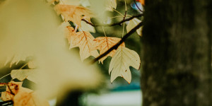 Beitragsbild des Blogbeitrags 10 Dinge, die ihr diesen Herbst in Salzburg tun solltet 