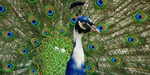 Beitragsbild des Blogbeitrags 20 todsichere Anzeichen, dass Festspielzeit ist