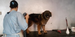 Beitragsbild des Blogbeitrags Hundefrisöööööööör