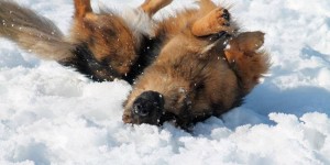 Beitragsbild des Blogbeitrags Winter! Winter!