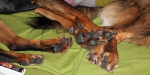 Beitragsbild des Blogbeitrags Wir haben Geburtstag!