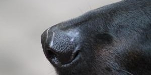 Beitragsbild des Blogbeitrags Gezeichnet fürs Leben?