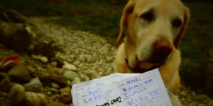 Beitragsbild des Blogbeitrags Geocaching: Trendige Schatzsuche 