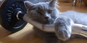 Beitragsbild des Blogbeitrags Fitnesstraining Motivation: Kein Biss mehr? Das Motivationsposter hilft! 