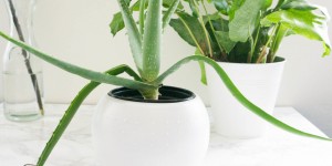 Beitragsbild des Blogbeitrags Upcycling || DIY Blumentöpfe für den Indoorgarden